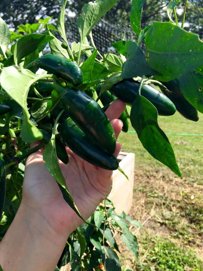 Jalapeno Peppers from the Garden